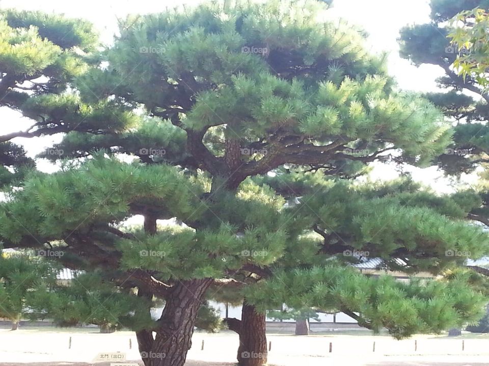 Un arbre de Kyoto, ville du Japon.
A tree from Kyoto, Japan's city.