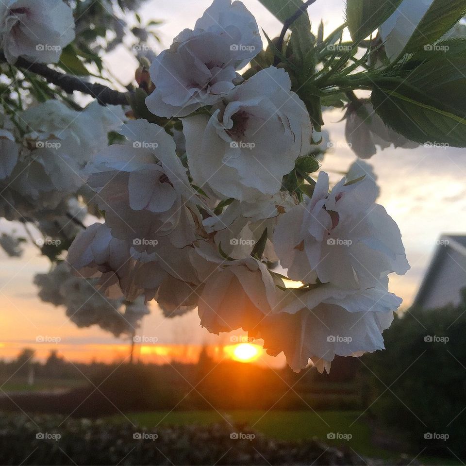 Spring Blossoms Sunset