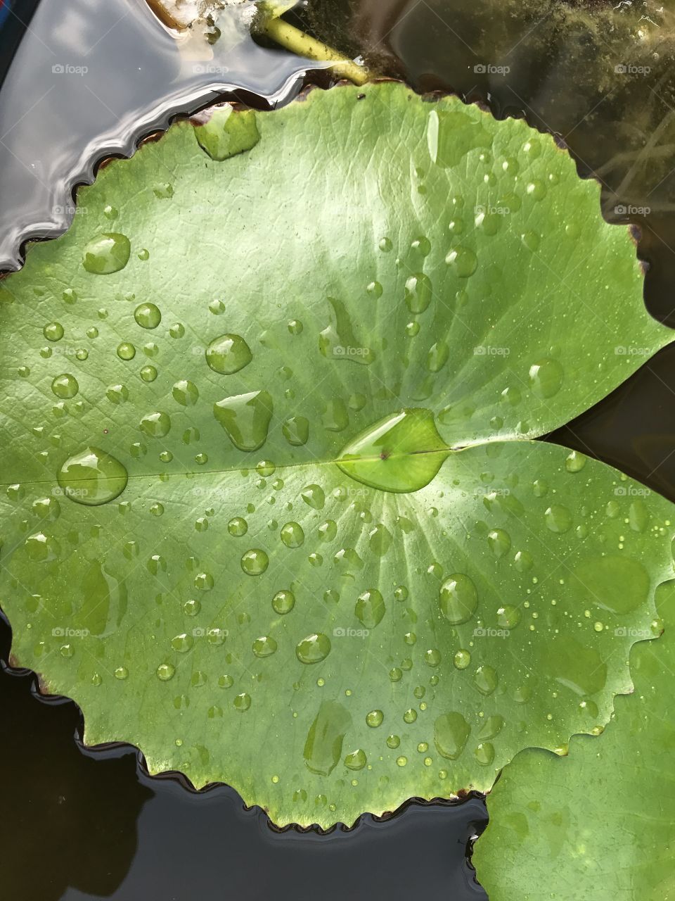 Raindrops on a lotus leaf 