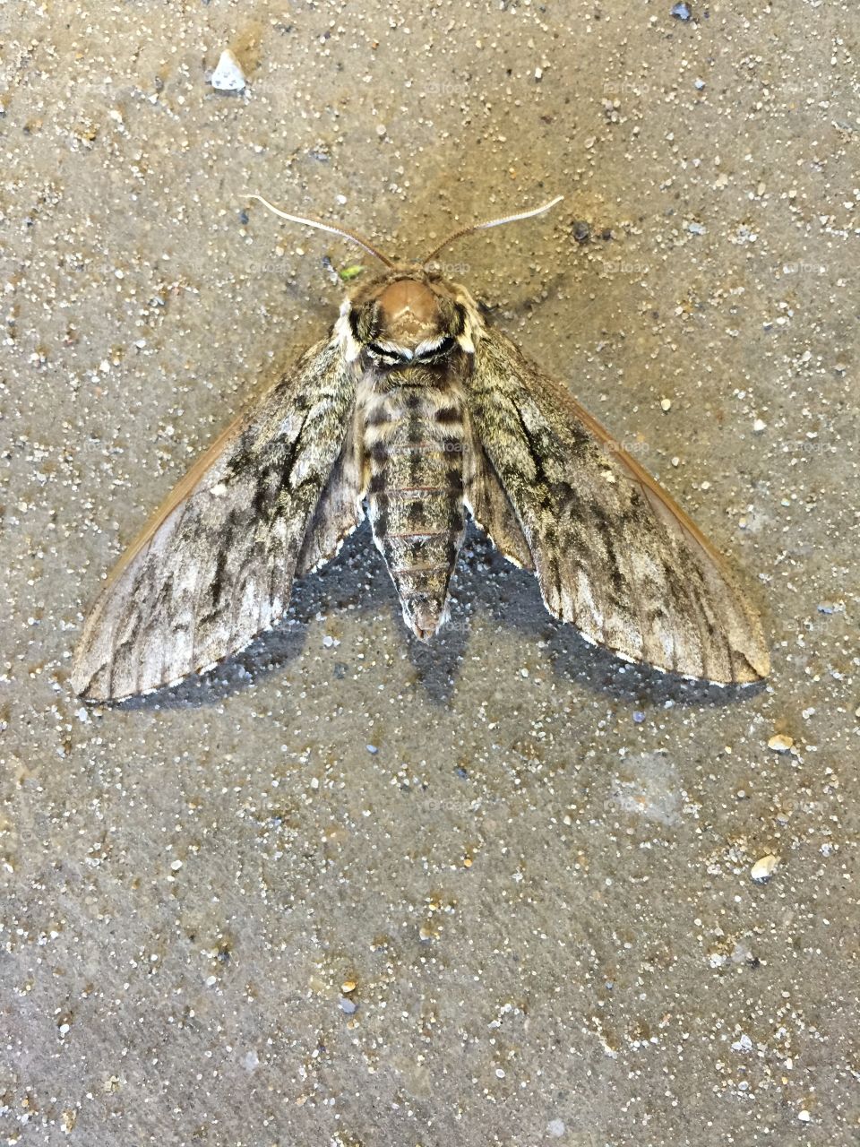 Moth