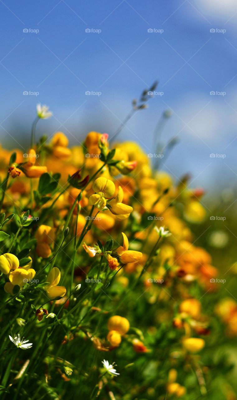 wild yellow flower meadow