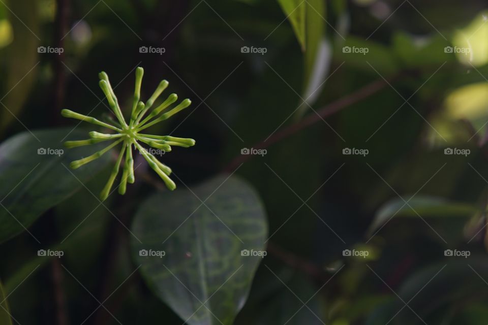 a kind of floral in yard of the house