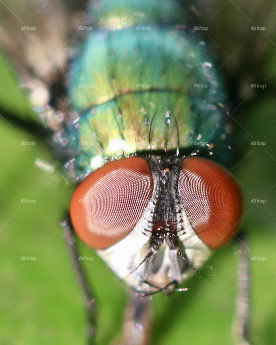 Complimentary colors. Fly