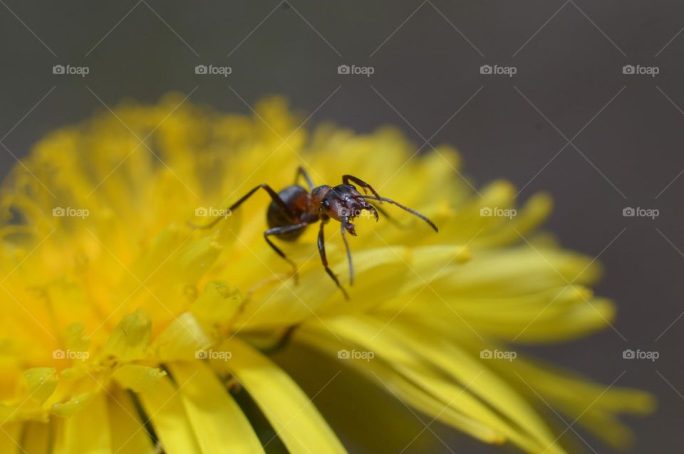 ant on a dandelion
