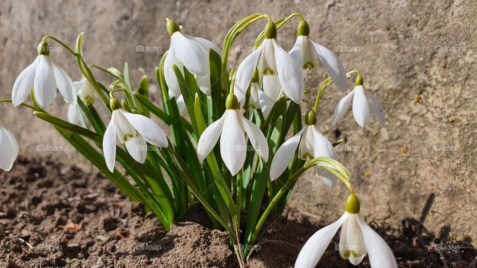 Snowdrops spring flowers