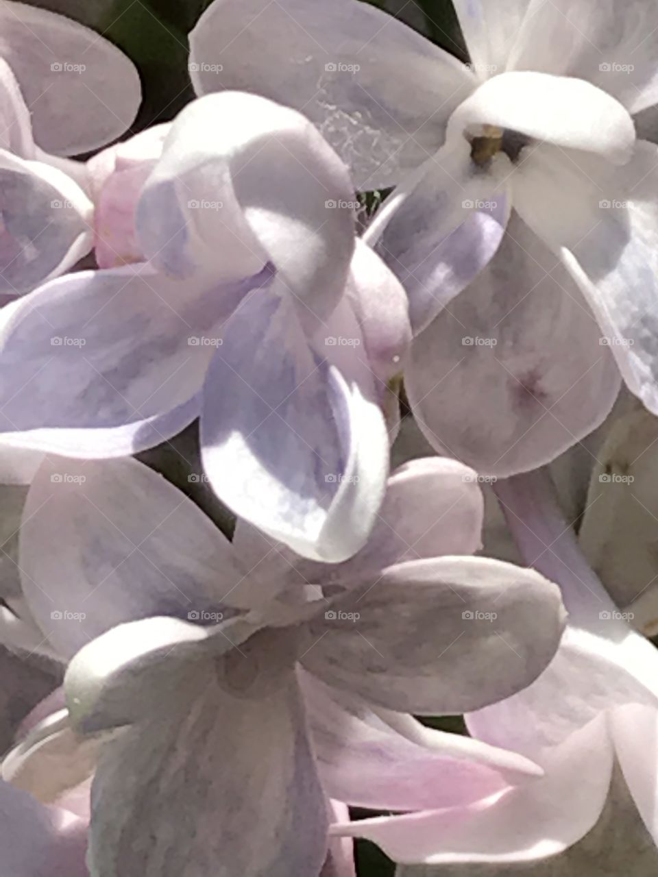 Up close flowers 
