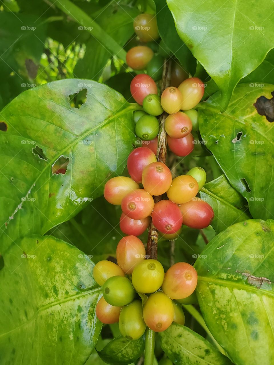 coffee tree
