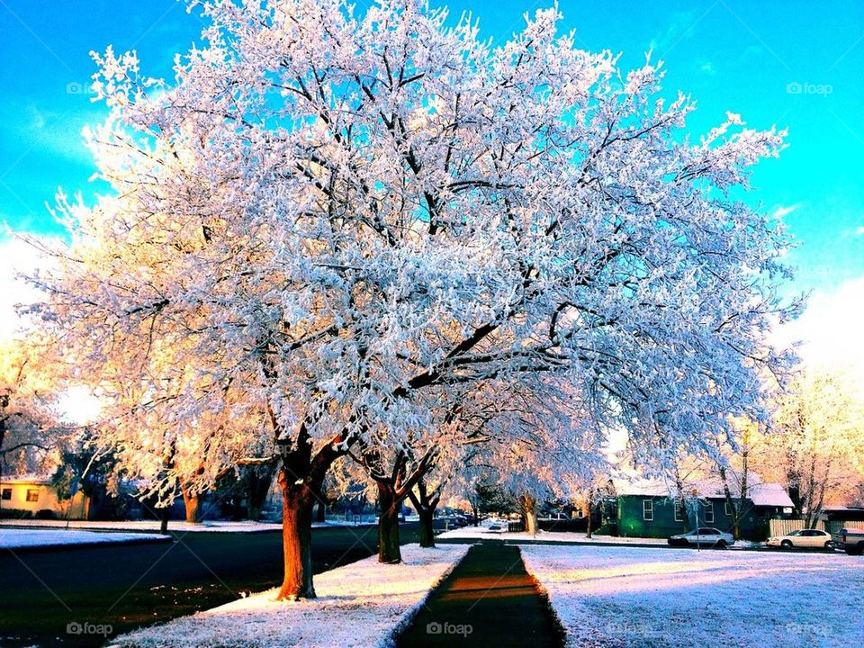 Frosty winter morning