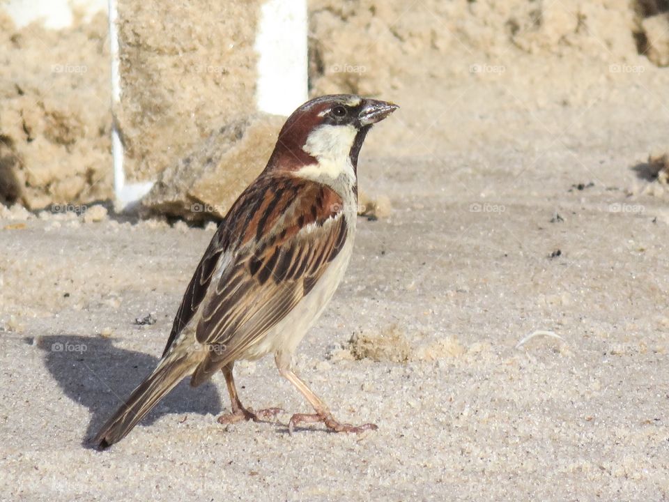 Close-up of sparrow