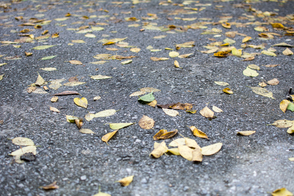 autumn leaves in the park