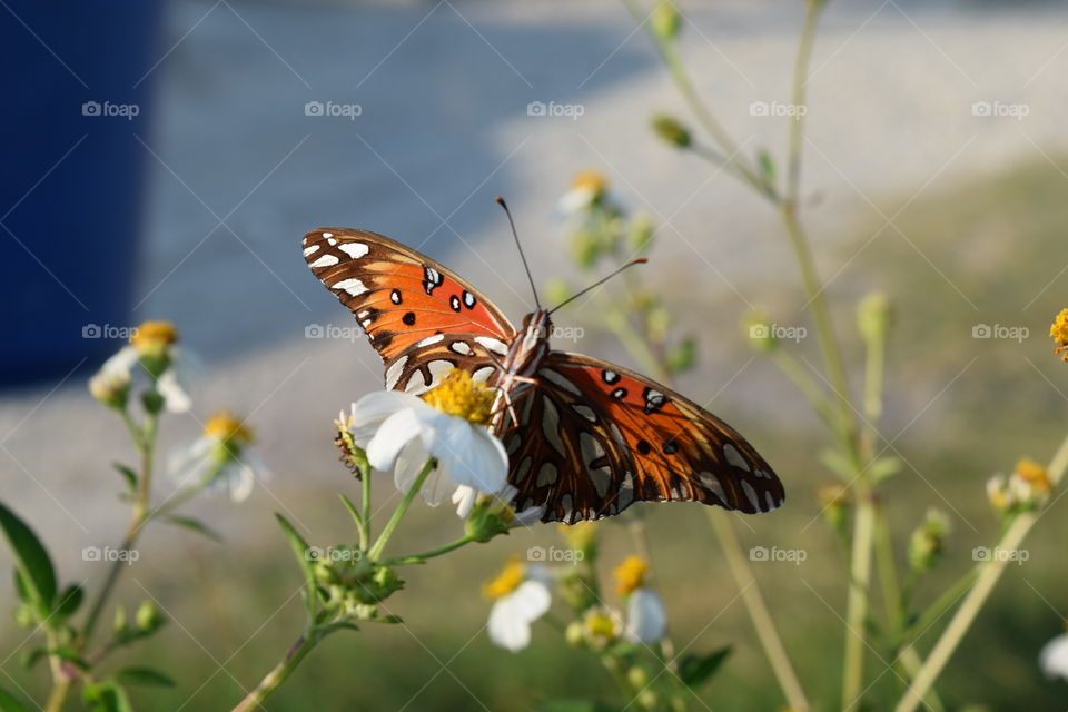 Monarch butterfly