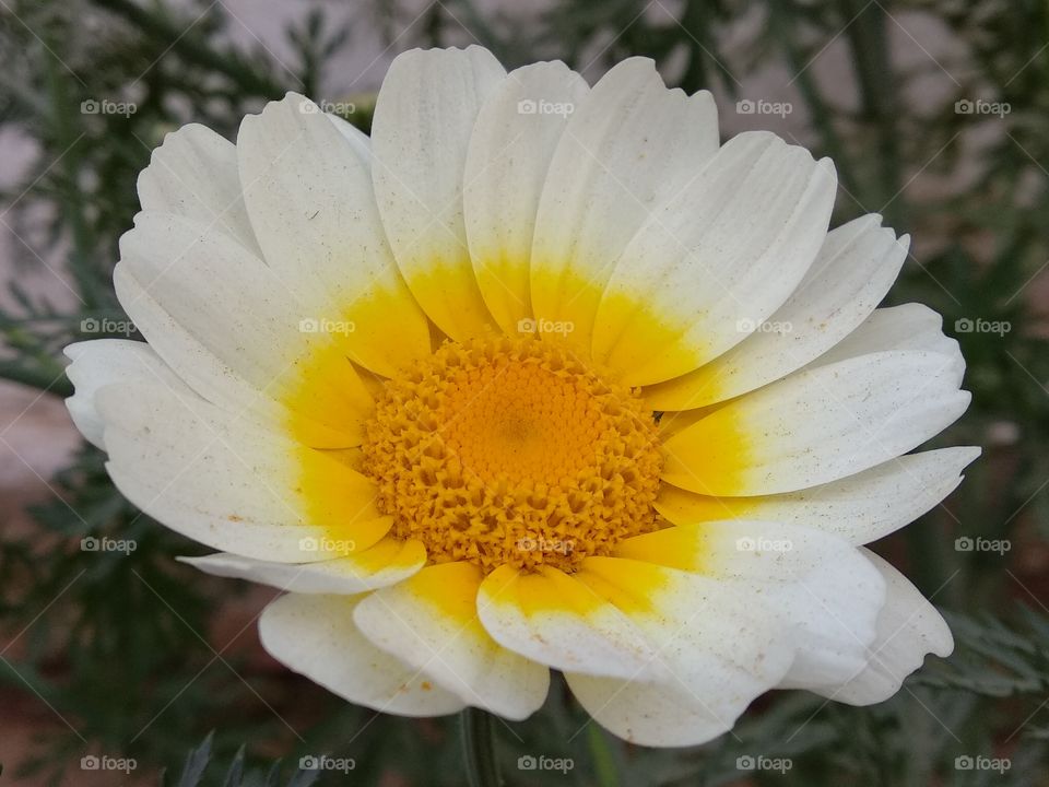 white flower natural resources