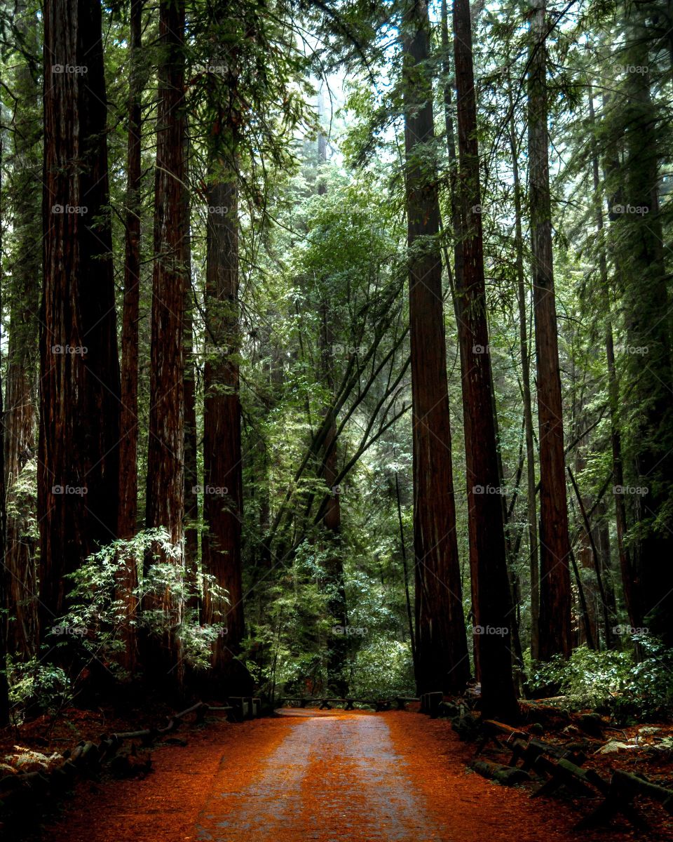 Armstrong Redwoods