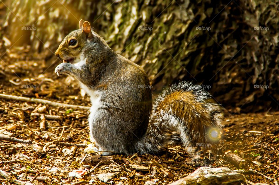 Eating squirrel in the park