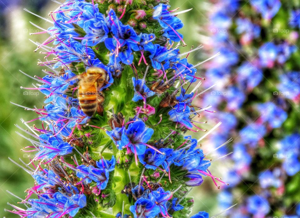 Honeybee Pollinating A Blue Flower