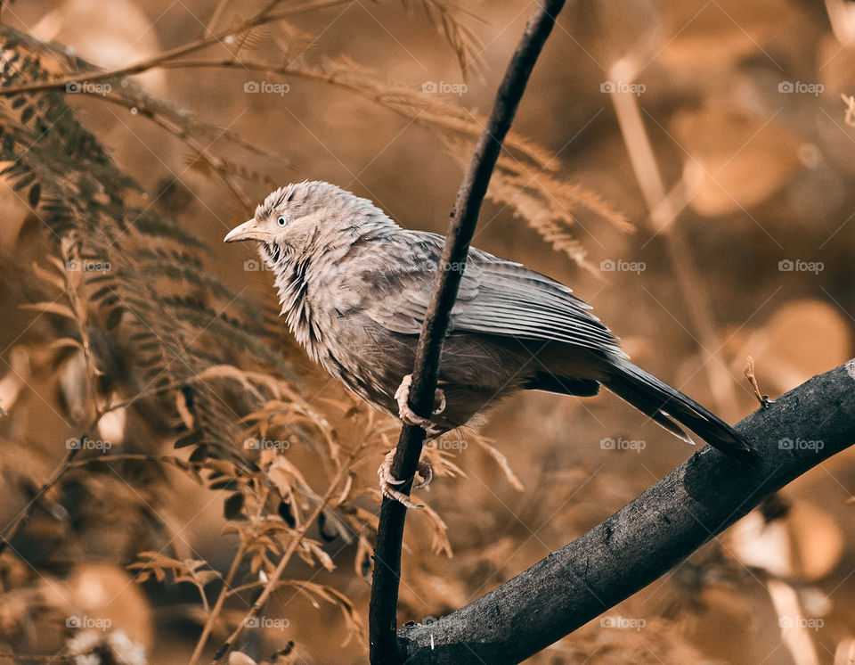 Bird photography  - yellow babbler