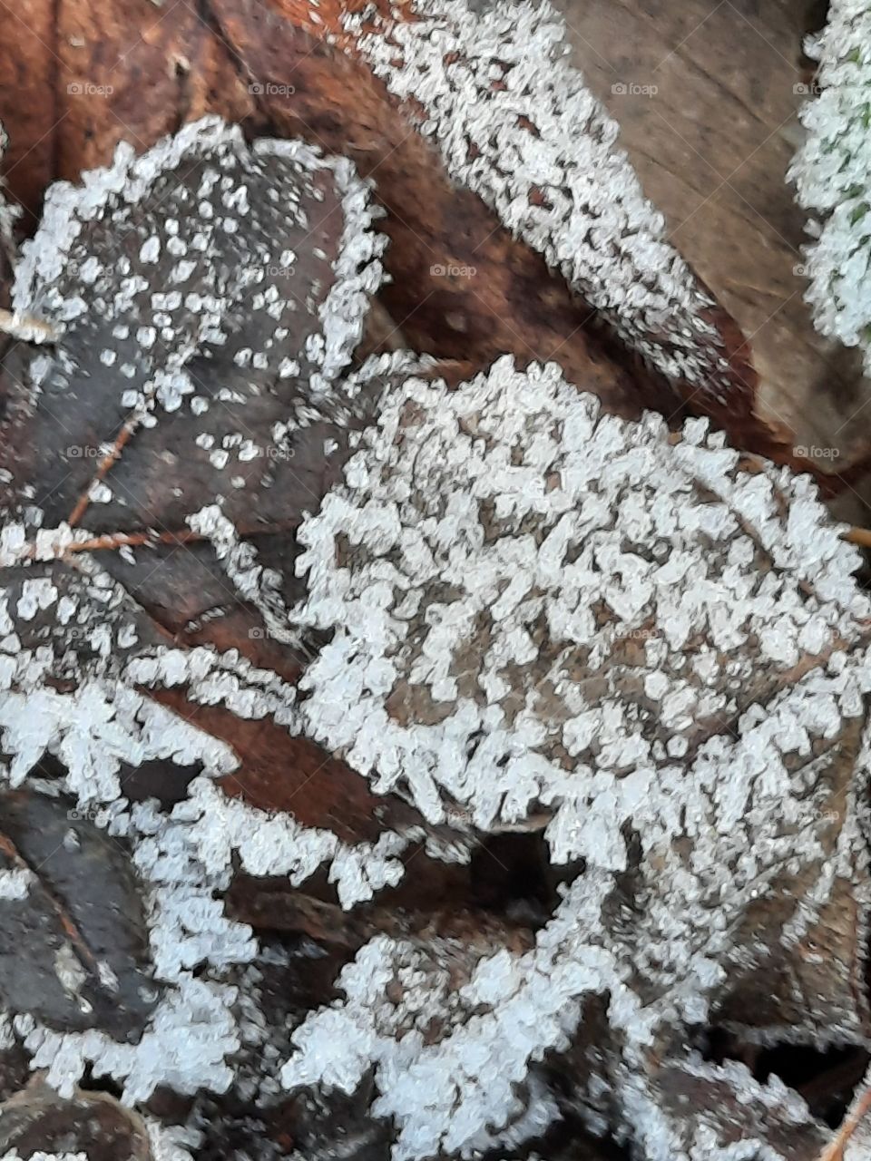 winter garden after frosty night - crystals of frost on strawberry leaves