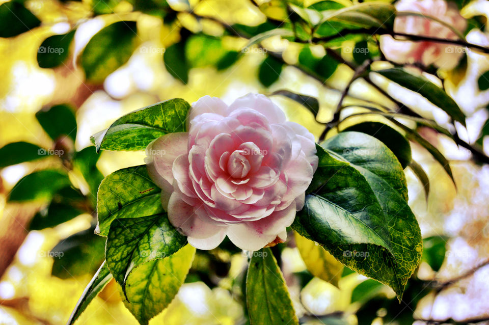 Close-up of camellia