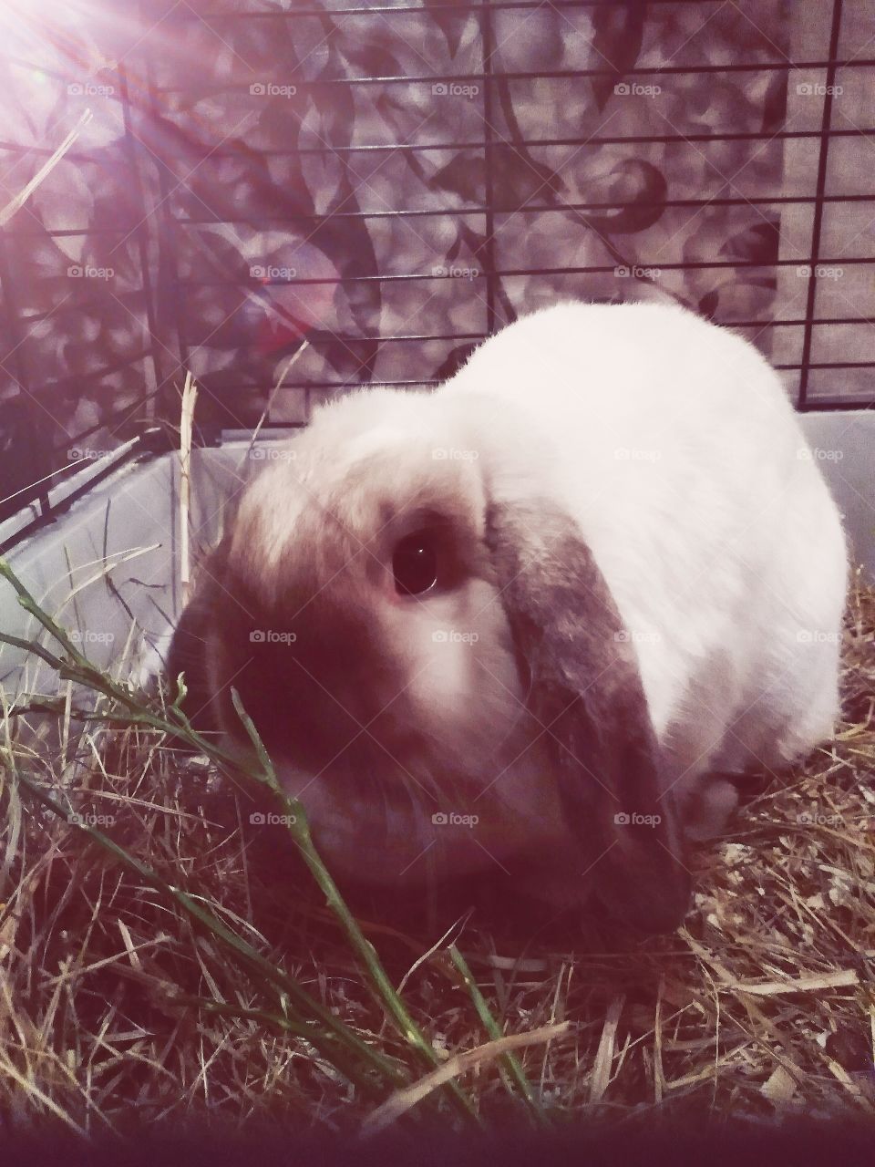 My rabbit.