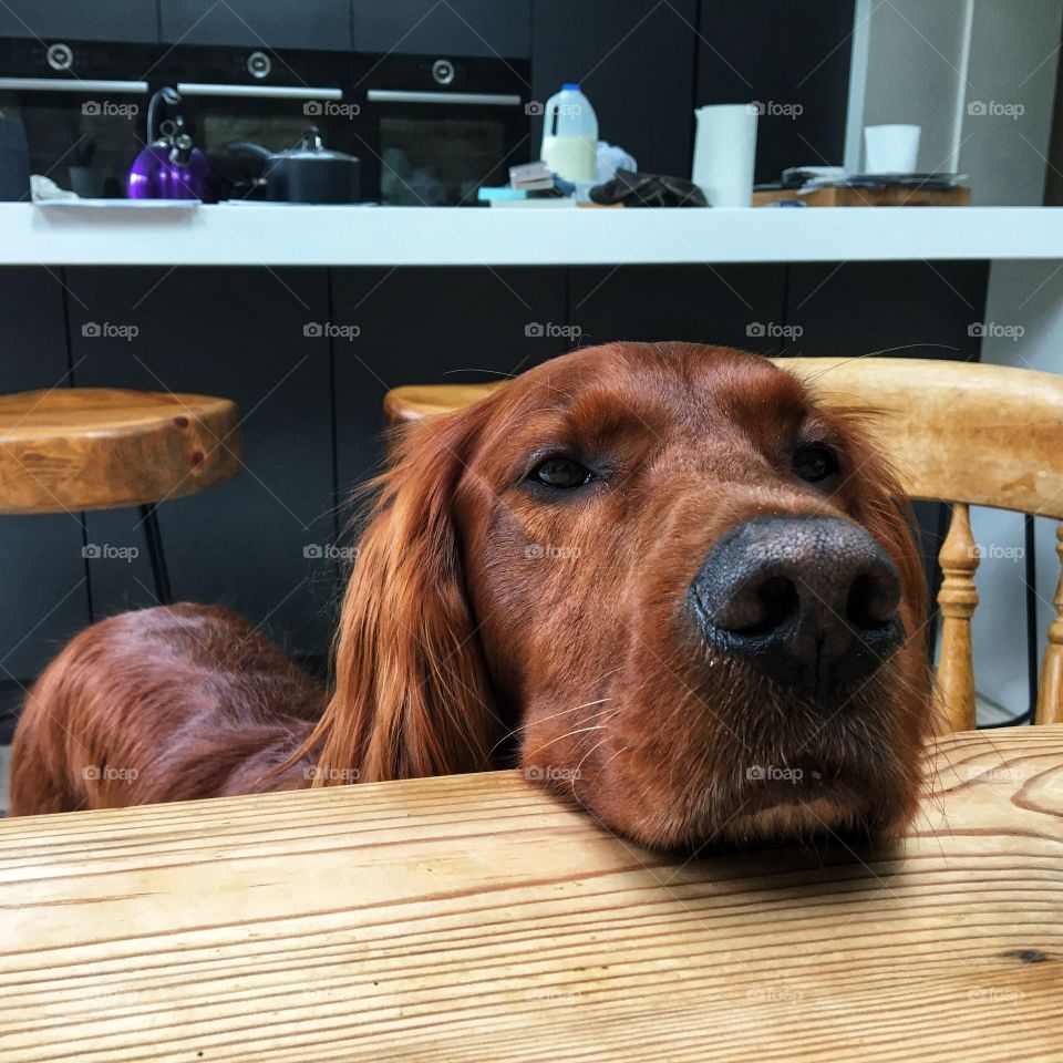 When you are trying to eat your lunch and a sad red face appears ... 🐶