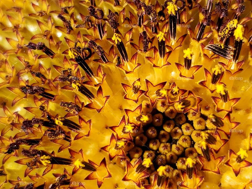 Macro of the center of a russian mammoth sunflower. Golden yellow in color displaying natural geometric shapes including stars and circles.