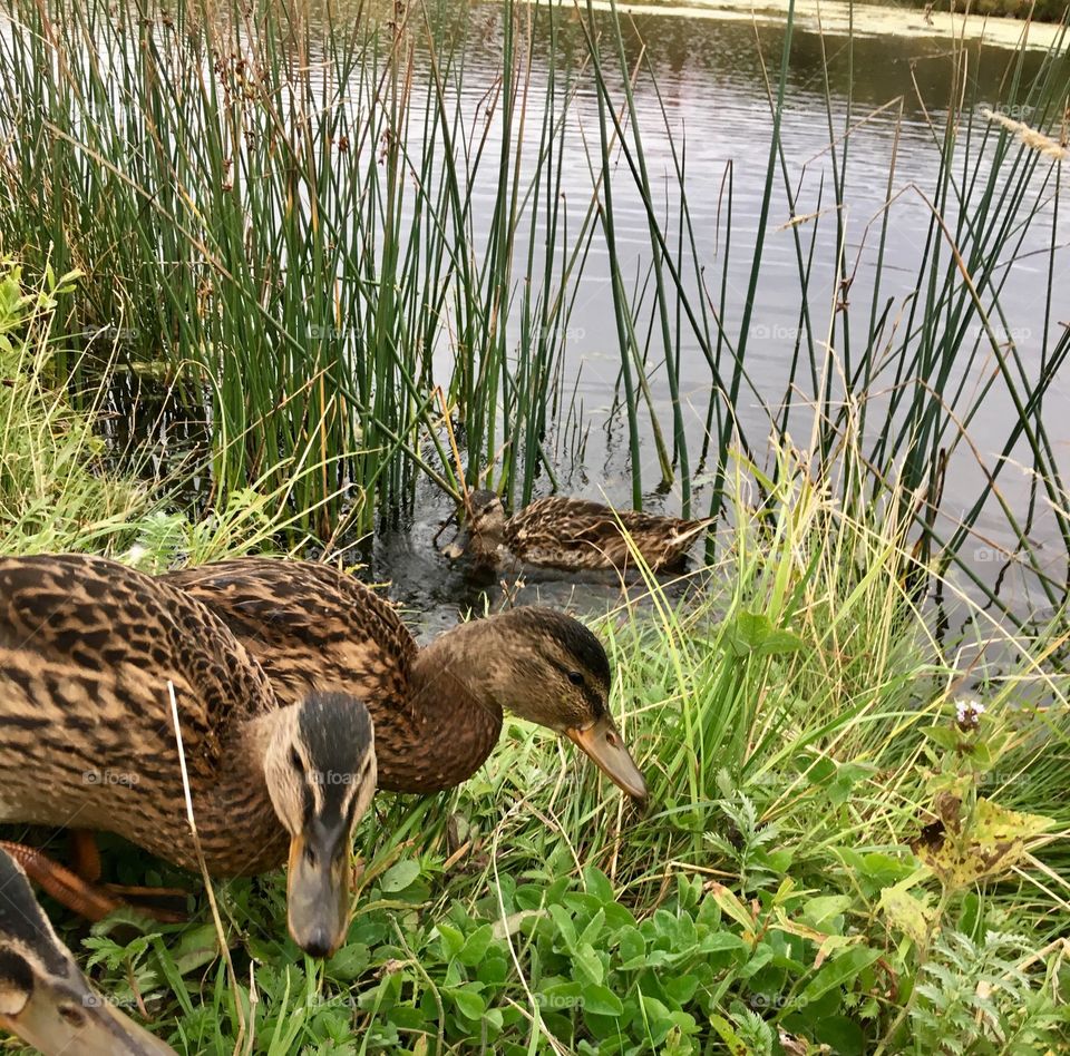 mallard