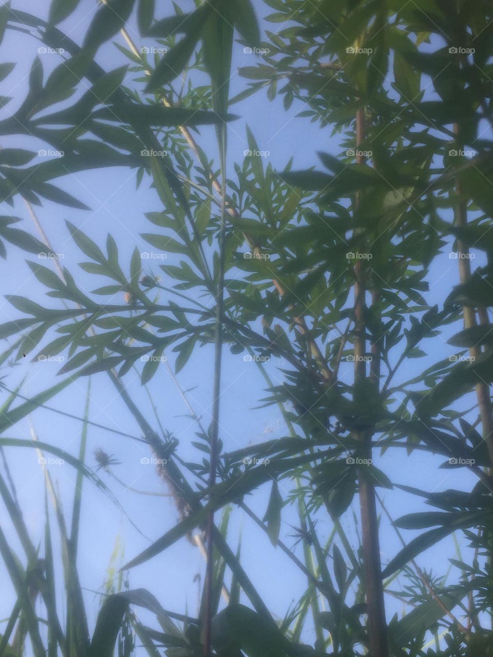 Green leaves in sky background 