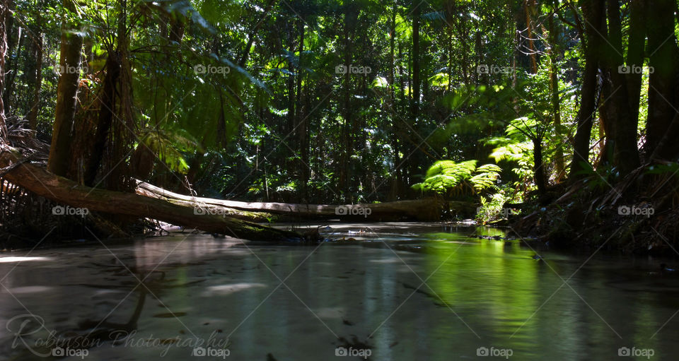 Rainforest stream 