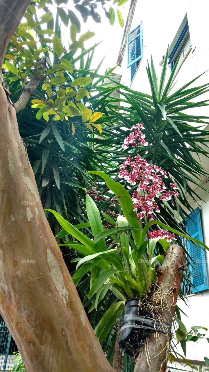 Orchid and plants