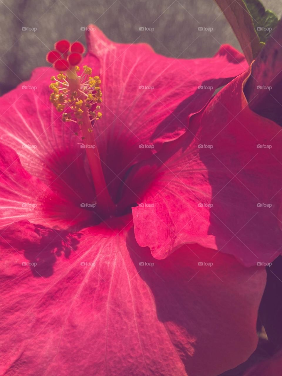 Pink flower 