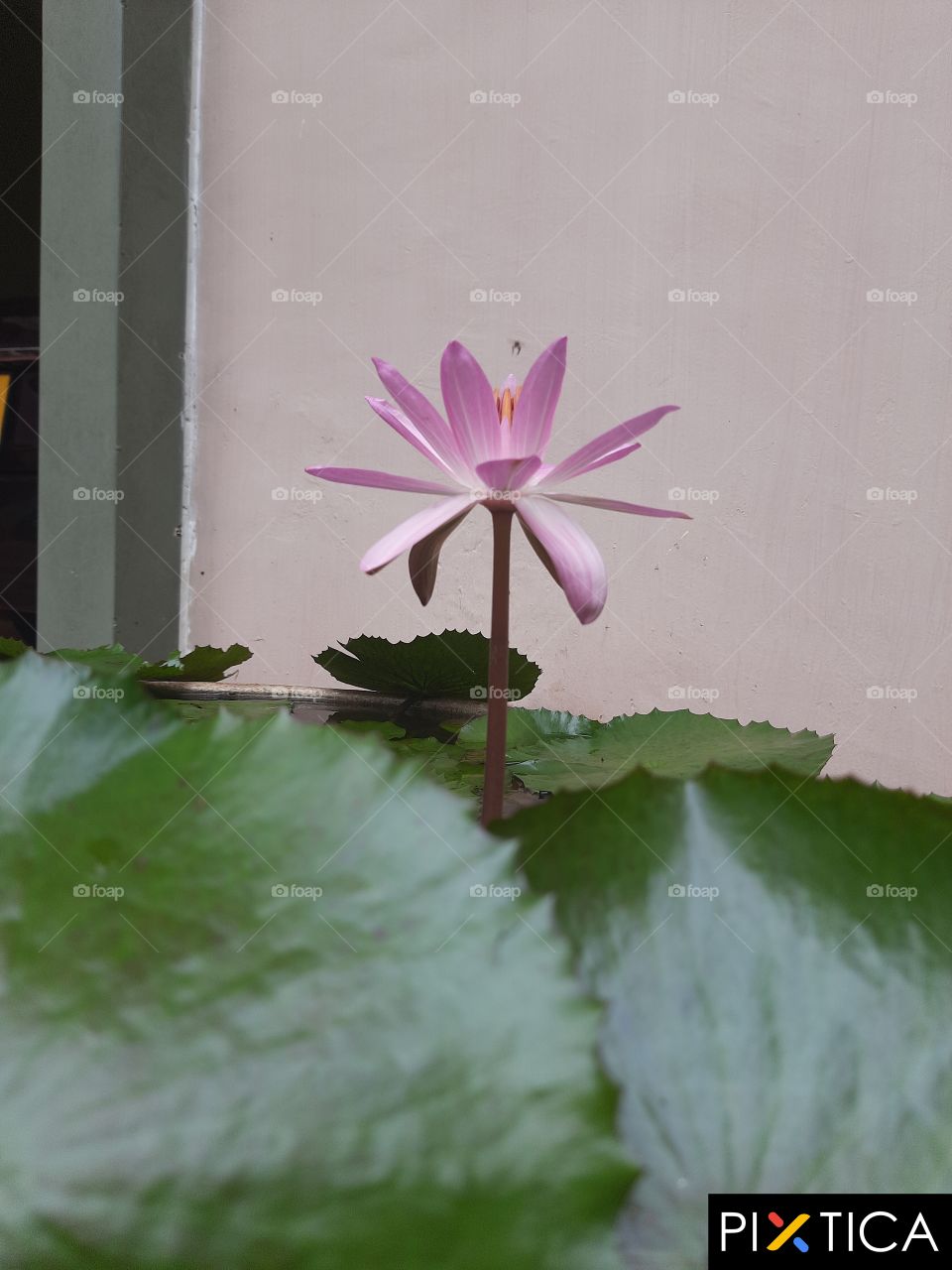 LOTUS flower bloom in the pond in my compound