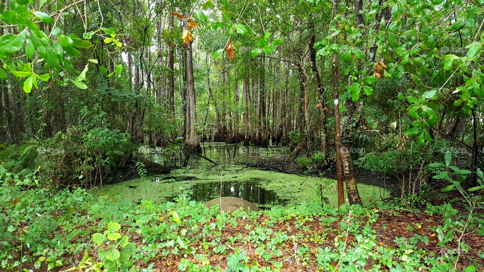 In my backyard there lies a swamp