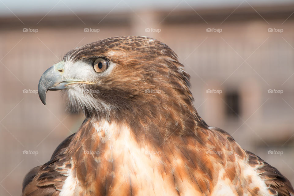 Close-up of a hawk