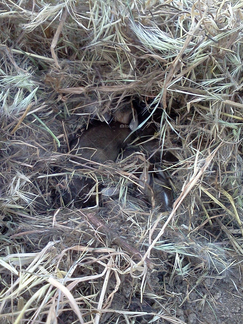 A nest of baby bunnies