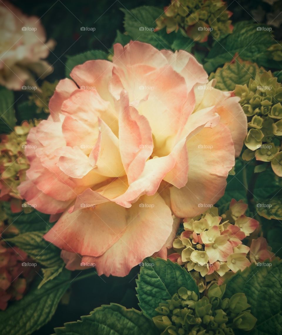 A rose between hydrangeas