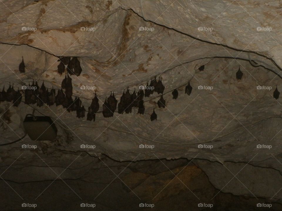 Bats all lined up 