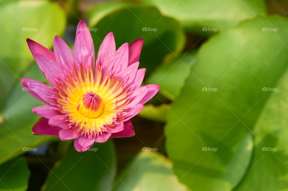 Water lily blooming in the garden 