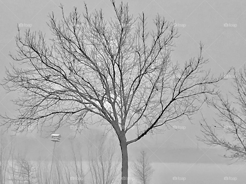 Bare tree by the pond in fog (not my best work but it was off the cuff).