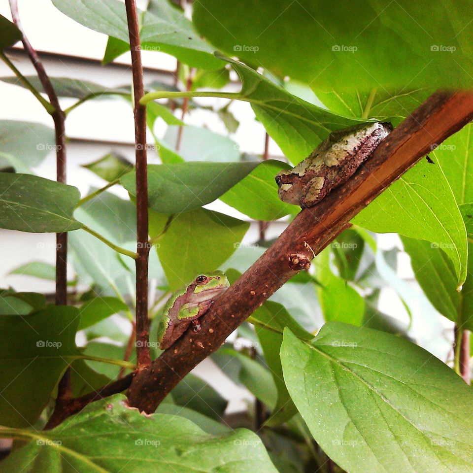 bumps on a log. two tree frogs in my lilac bush