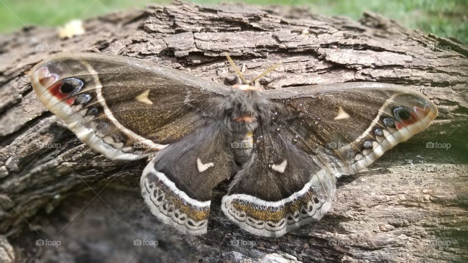 giant moth