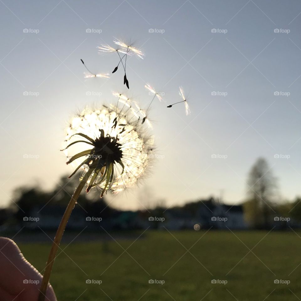 Beautiful dandelion seeds floating into the air