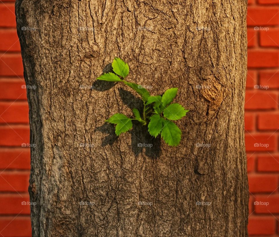 In the midst of hardship,sometimes a green breath is the whole reason to continue.
A small youth is growing on old wounds and giving meaning to the world again.