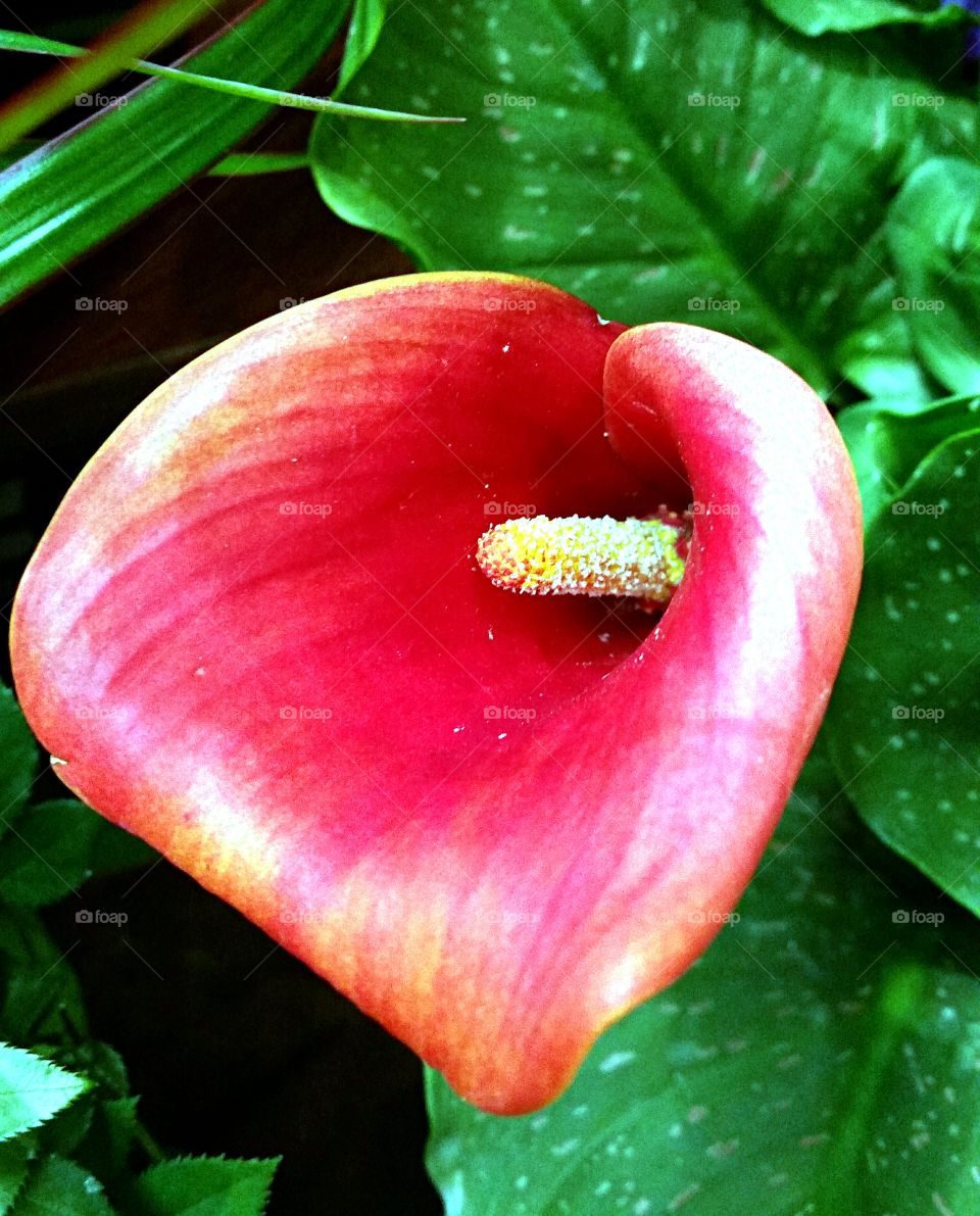 Single Calla Lily