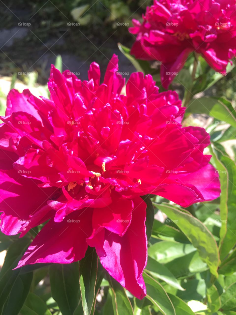 Pretty peonies- vibrant and beautiful sign of spring 