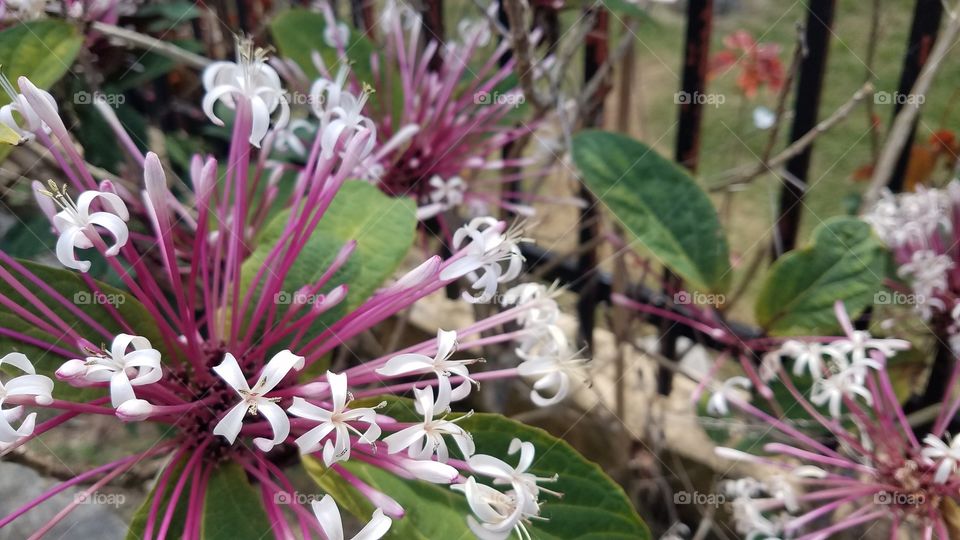 close up of flower in bloom near to a fence