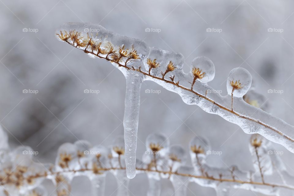 Ice covered wildflowers 