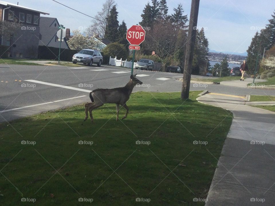 A Deer Walking through the Neighbourhood 
