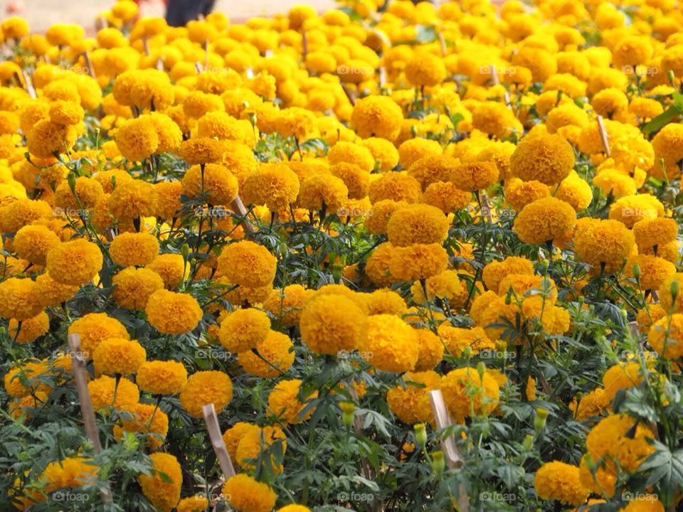 Field of marigold flower