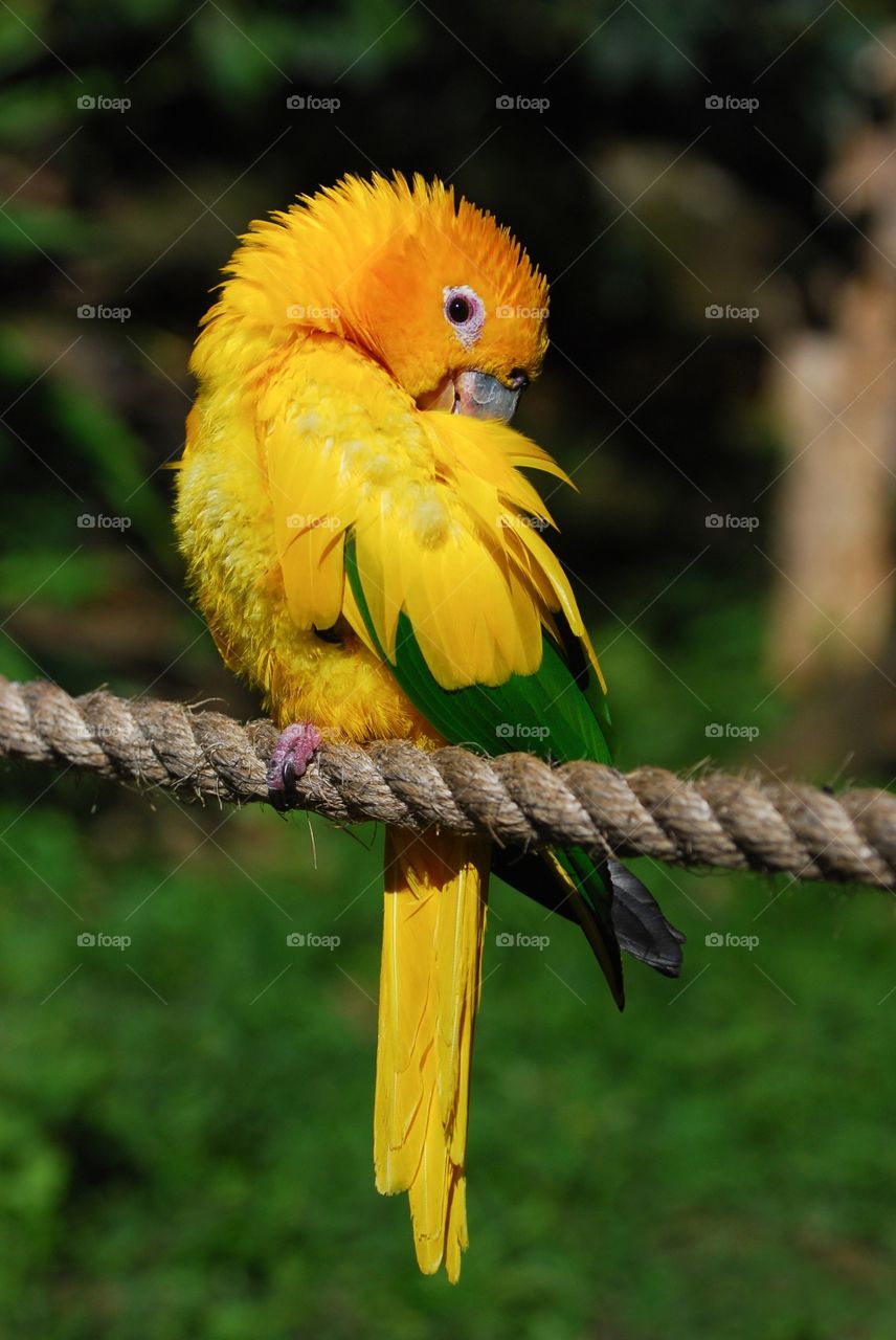 Yellow and green bird