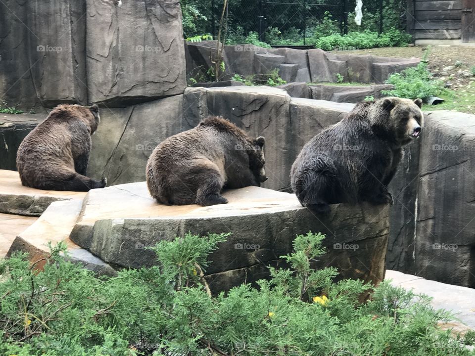 Three little bears